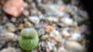 Lithops karasmontana v. mickbergensis first true leaves