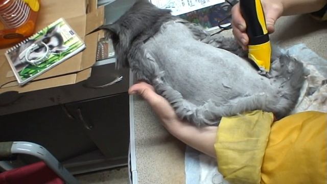 Как стрижётся кошка Буся? МЕДЛЕННО, НО ВЕРНО :-) / стрижка кошек.