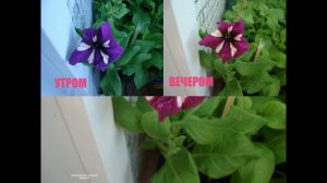 ПЕТУНИЯ - ХАМЕЛЕОН ИЛИ МОЙ ОПЫТ ВЫРАЩИВАНИЯ ПЕТУНИИ ИЗ СВОИХ СЕМЯН
