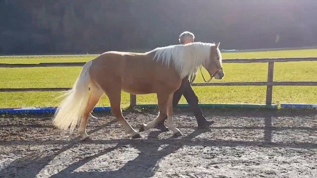 Top 10 Haflinger Horses смотреть онлайн