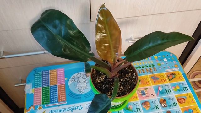 Филодендрон империал ред начал расти. Philodendron Imperial Red. смотреть онлайн