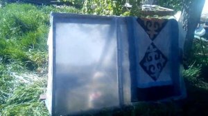 Гусята на пастбище.