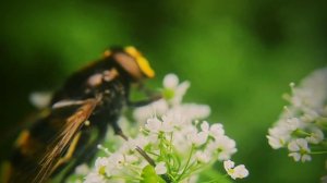 Volucella zonaria, mimic hornet wasp, оса журчалка, имитирующая шершня