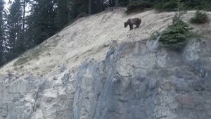 No Predator Can Catch Mountain Goats !!