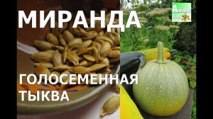 Голосеменная тыква сорта Миранда  Naked-seeds pumpkin