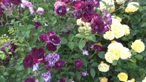 Rose Burgundy Ice