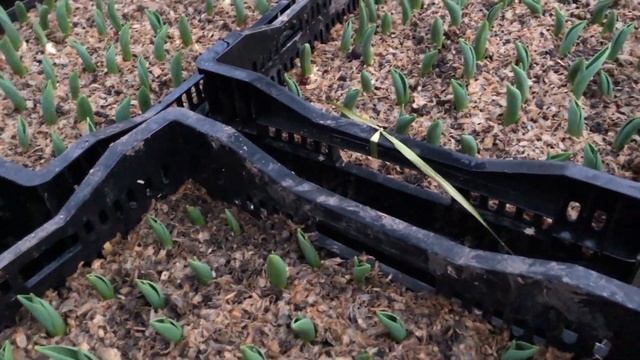 Выгонка Тюльпанов. Динамика роста смотреть онлайн