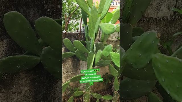 Jamaican Tuna plant ? Opuntia dillenii #soothepain#protectyourliver#immunebooster#cactus