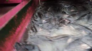 Африканский сом в домашних условиях,1 часть.