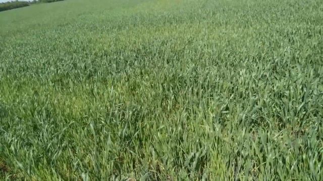 Озимая Московская 56, Скипетр, ячмень Владимир, авиа обработка 2,4 д, флорасулам, трибенурон-метил. смотреть онлайн