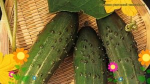 Огурец гибридный F1 Фермер. Краткий обзор, описание характеристик, где купить саженцы F1 Fermer