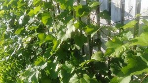 Виноград на деревянном заборе через три года Подмосковье