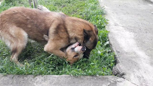 Бельгийская Овчарка не оставила не одного шанса Амстаффу. Продолжаем знакомство Ровера и Зевса. смотреть онлайн