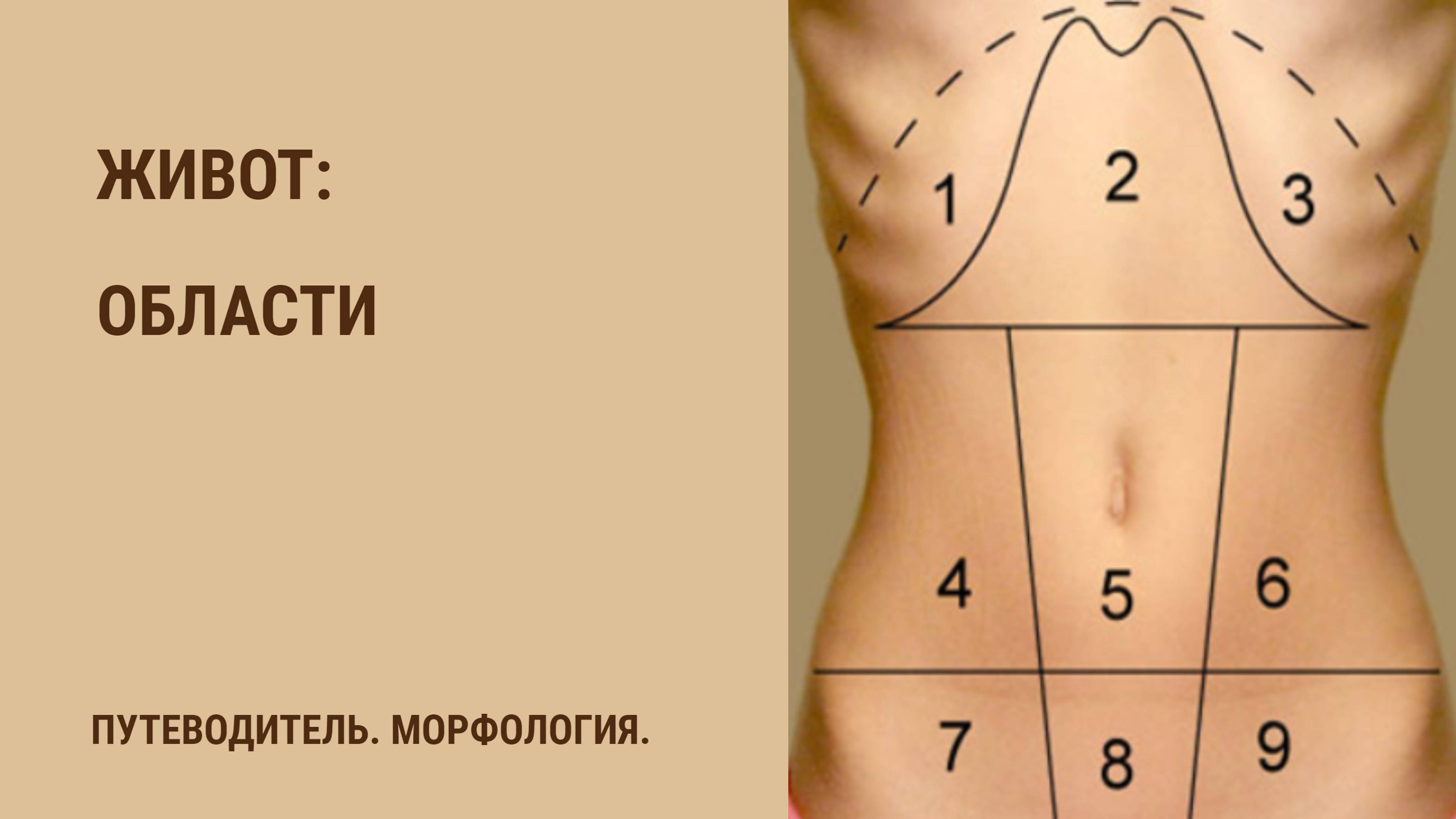 Части тела. Живот. Области.