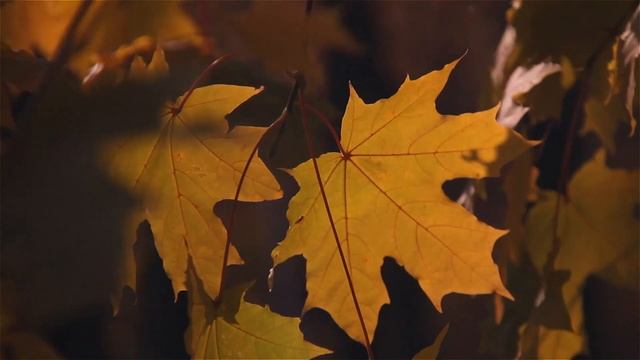 Осенний клён. смотреть онлайн