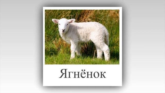 БОЛЬШОЙ сборник карточек про Животных. Развивающие карточки для детей. Много разных животных.
