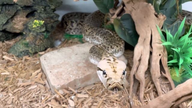 Burmese Python (Bruce) coming to say hello смотреть онлайн