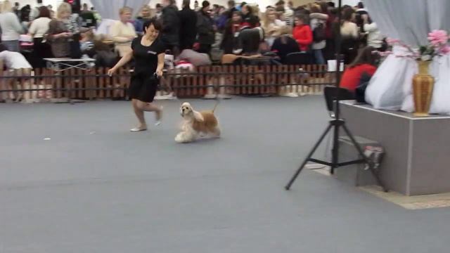 22.01.2011 Пермь Судья Белкин ШФЕ Евро Звездочка.MOV смотреть онлайн