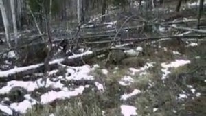 Охота на Изюбря с Лайкой 2018 год