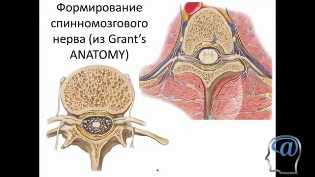 Формирование спинномозгового нерва. Задние ветви спинномозговых нервов. Лекция. Анатомия ЦНС