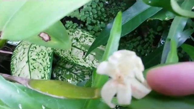 Dendrobium plicatile - Flickingeria fimbriata -fragrant species orchid of Asia смотреть онлайн