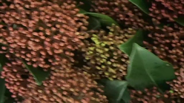 Skimmia japonica ´Rubella´ смотреть онлайн