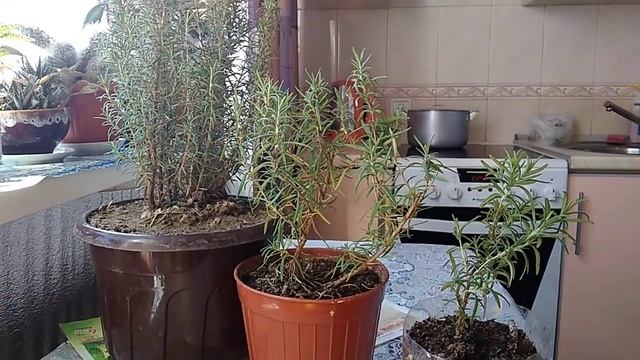 Выращивание розмарина дома и на даче смотреть онлайн