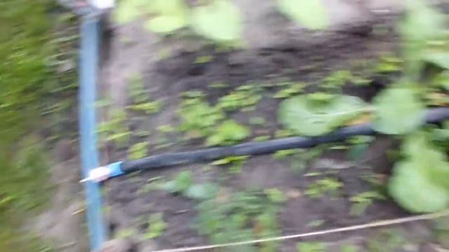 Китайские семена. Редис Что выросло ??? смотреть онлайн