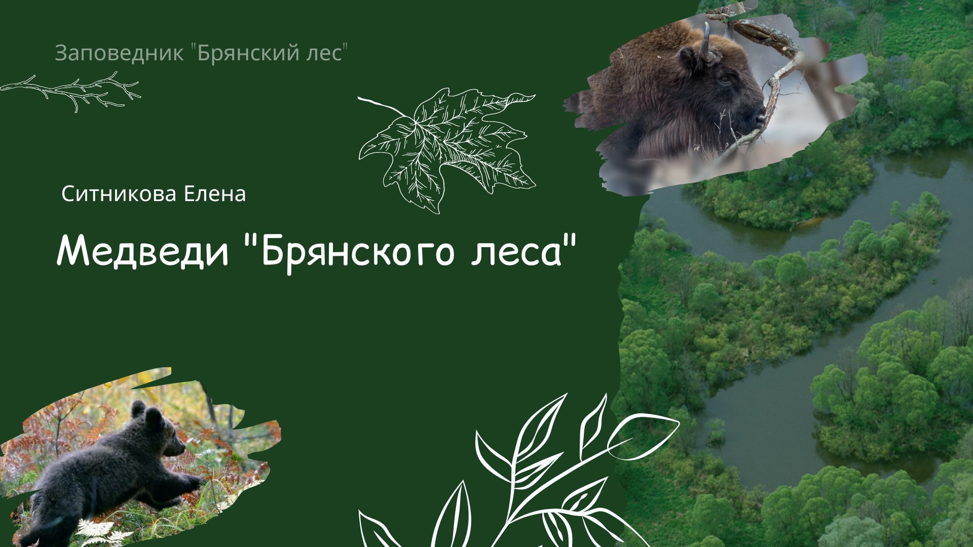 Публичная лекция «Медведи Брянского леса»