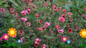 Лапчатка непальская Рон Мк Биз. Краткий обзор, описание potentilla nepalensis Ron Mc Beath