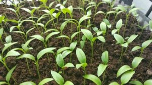 Сеем перец!!!Перец выращиваем в ящиках до высадки в теплицу или открытый грунт!(часть перца пикируе