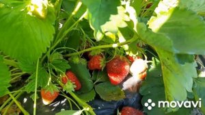 Клубника СКАЛА - огромная, красивая и вкусная!!!