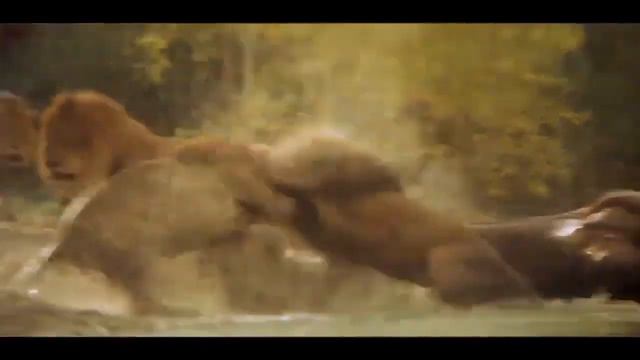 Lion vs Tiger | Лев против Тигра. #2 смотреть онлайн