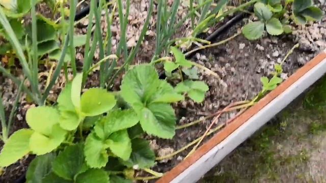 Моя клубника 2019. Как размножить клубнику смотреть онлайн