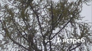 Сойка кричит на ястребов. Голоса птиц.