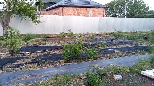 Первый май на участке 2022  Сажаем картоху в высокую грядку.mp4