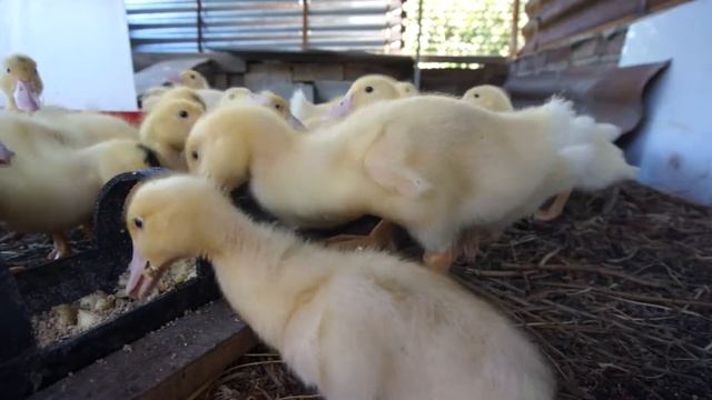 Кормление двухнедельных домашних уток. Часть 1. смотреть онлайн