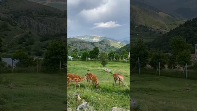 Олени в Гунибе пасутся в заповеднике ТУТ ДАГЕСТАН