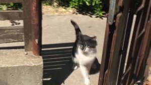 Примета про чужую, соседскую кошку