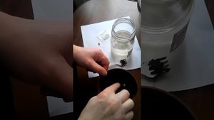 Эксперемент с семенами Бонсай(sakura)