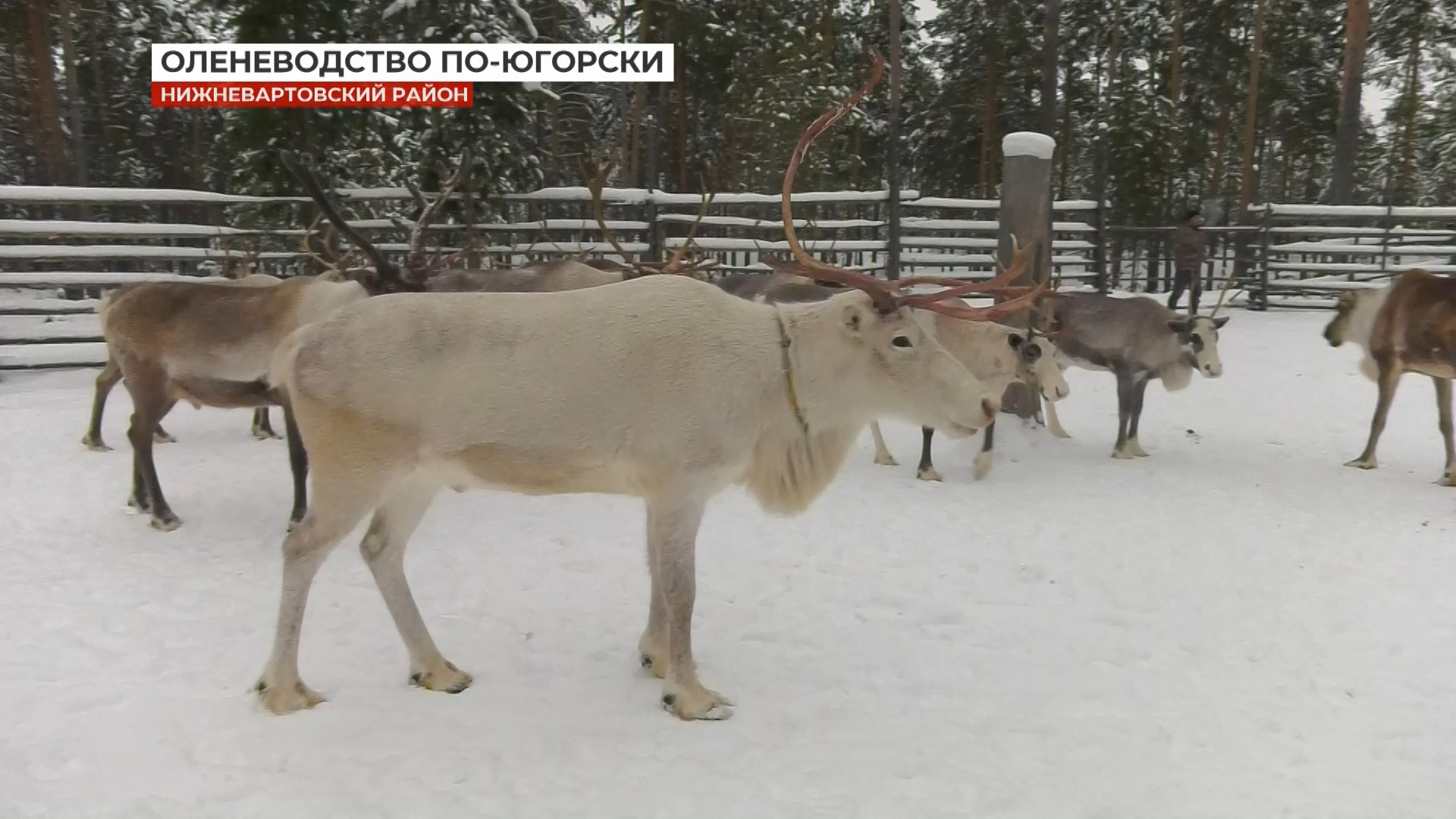 Оленеводство по-югорски, или Главное богатство северного народа