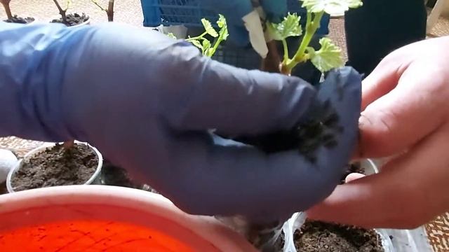 Посадка пророщенных черенков винограда. Однопочечные черенки. 100% укоренение. смотреть онлайн