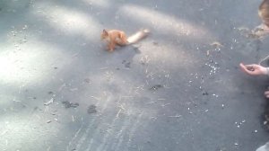 Санаторий Анжерский