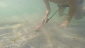 Пробный подводный поиск с пинпоинтером XP Mi 4 при сопровождении медузы.