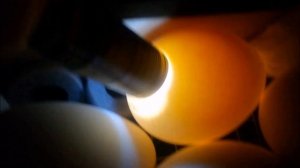 Как ПРОСВЕТИТЬ гусиные яйца / Проверка на оплод