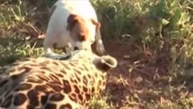 Агрессивный ягуар напал на собаку, но никто не ожидал того, что произойдет дальше, это невероятно смотреть онлайн