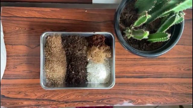 Best Potting Mix For Cactus |  Succulent Soil At Home