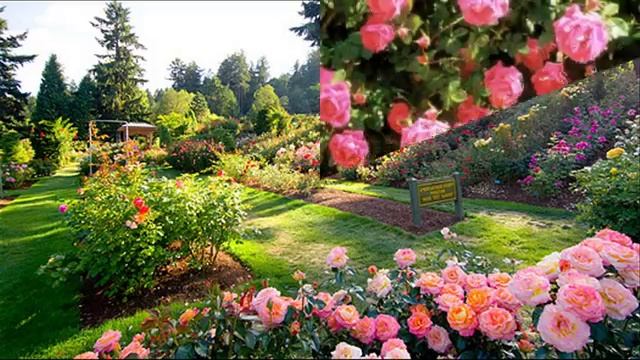 Город роз смотреть онлайн