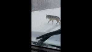 8 Жутких Встреч с Волками, Снятых На Камеру