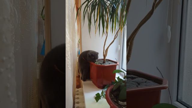 Томас чистит пальму от сухих листиков. смотреть онлайн